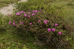 Rhododendron setosum