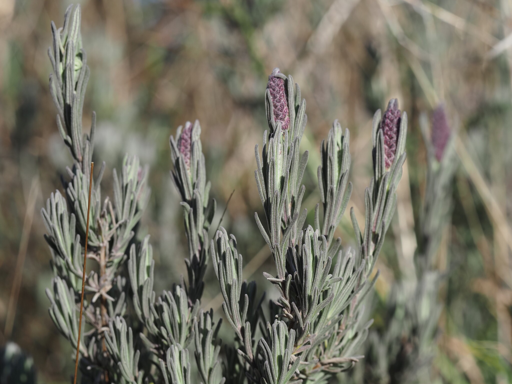 Imagem de Lavanda