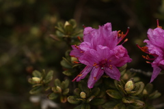 Rhododendron setosum