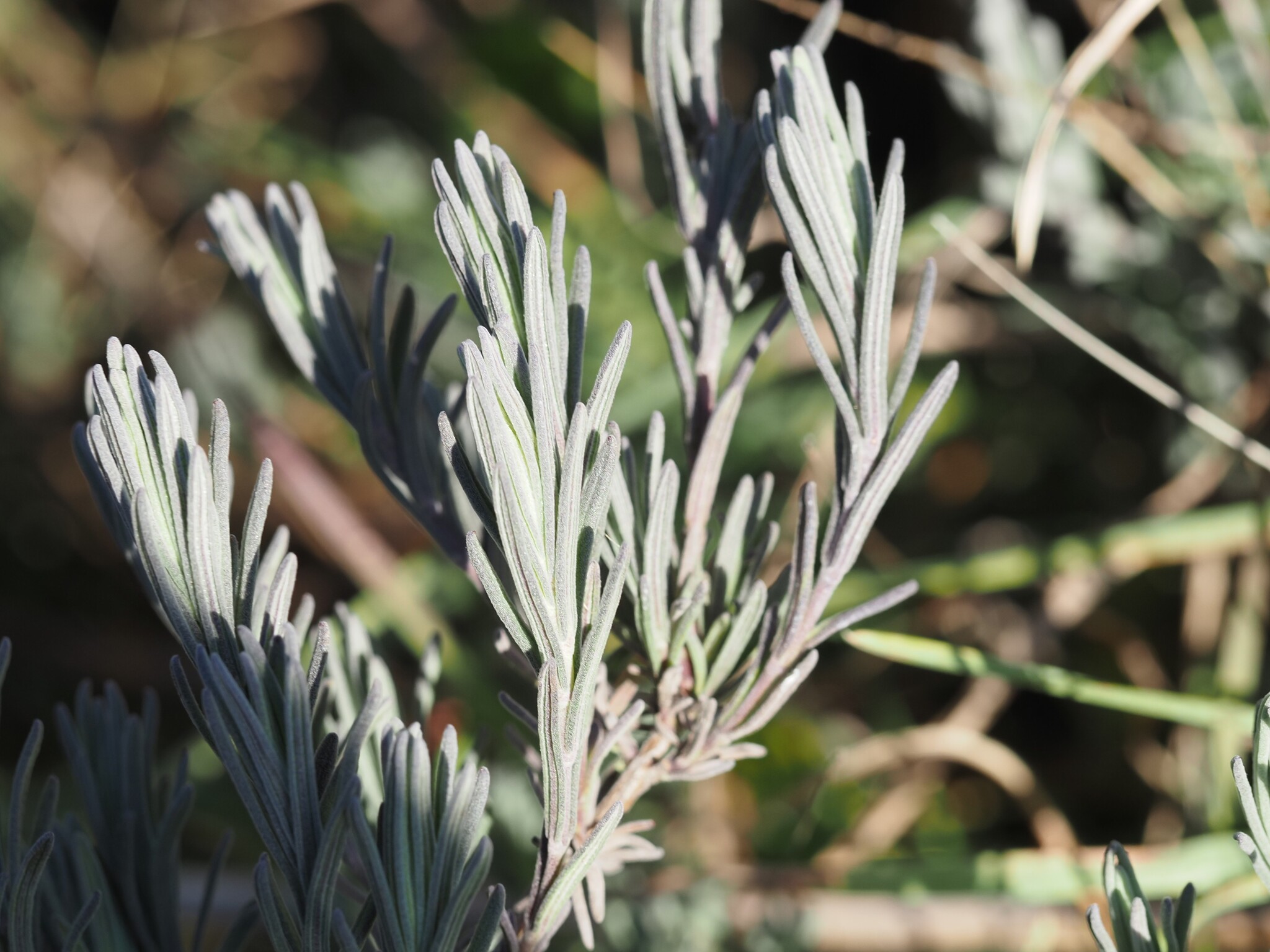 Imagem de Lavanda