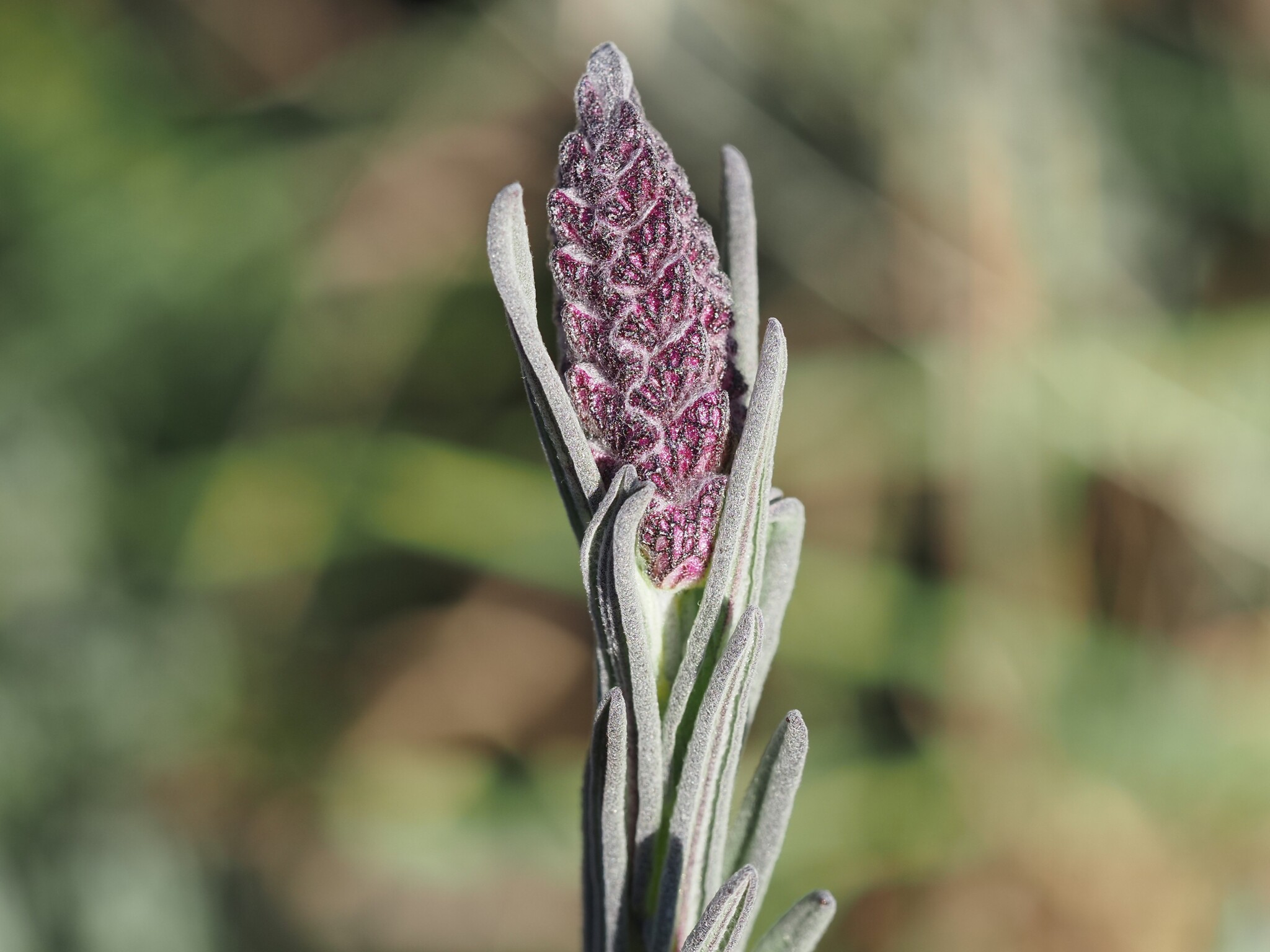 Imagem de Lavanda