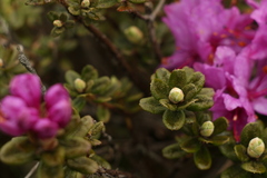 Rhododendron setosum