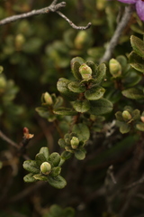 Rhododendron setosum