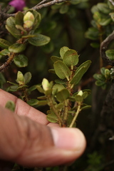 Rhododendron setosum