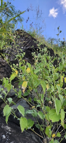 Abutilon incanum observed 2026-02-01