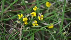 Aspalathus chortophila