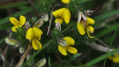 Aspalathus chortophila