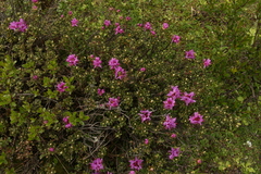 Rhododendron setosum
