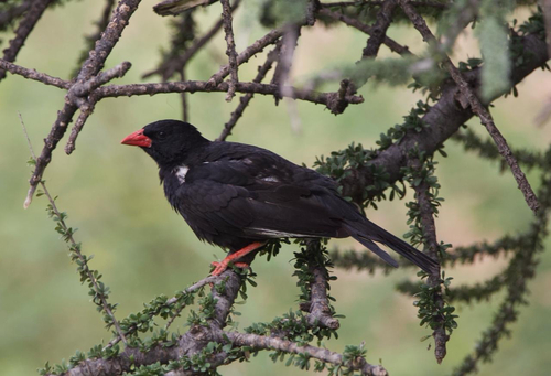 Red-billed Buffalo Weaver (Bubalornis niger), photo 5