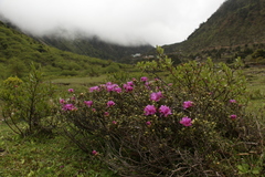 Rhododendron setosum