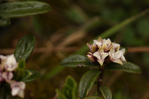 Daphne retusa, photograph 5
