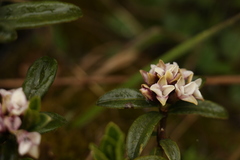 Daphne retusa