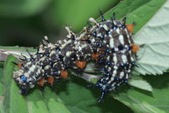 Doleschallia bisaltide