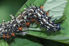 Doleschallia bisaltide