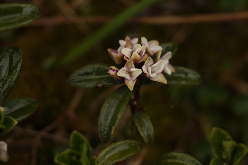 Daphne retusa, photograph 6