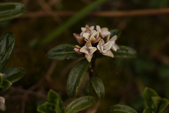 Daphne retusa