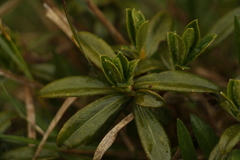 Daphne retusa