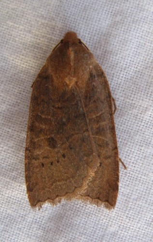 Sloping Sallow photo 4