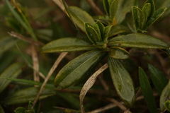 Daphne retusa