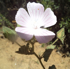 Malva hispanica
