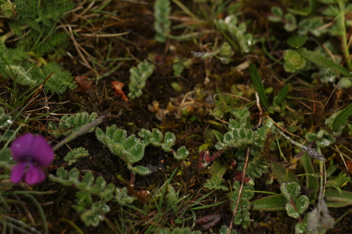 Tibetia himalaica, photograph 5