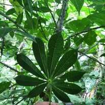 Jacaratia spinosa