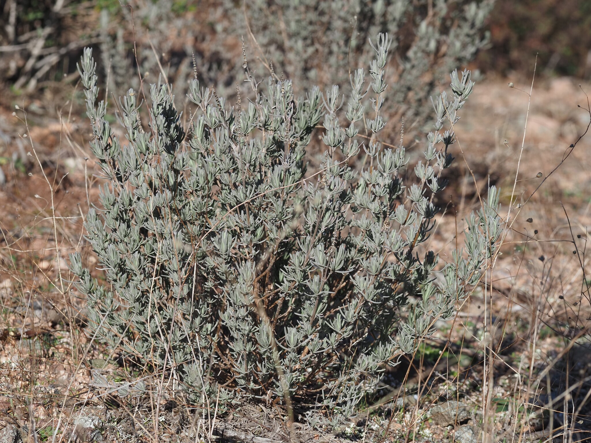 Imagem de Lavanda