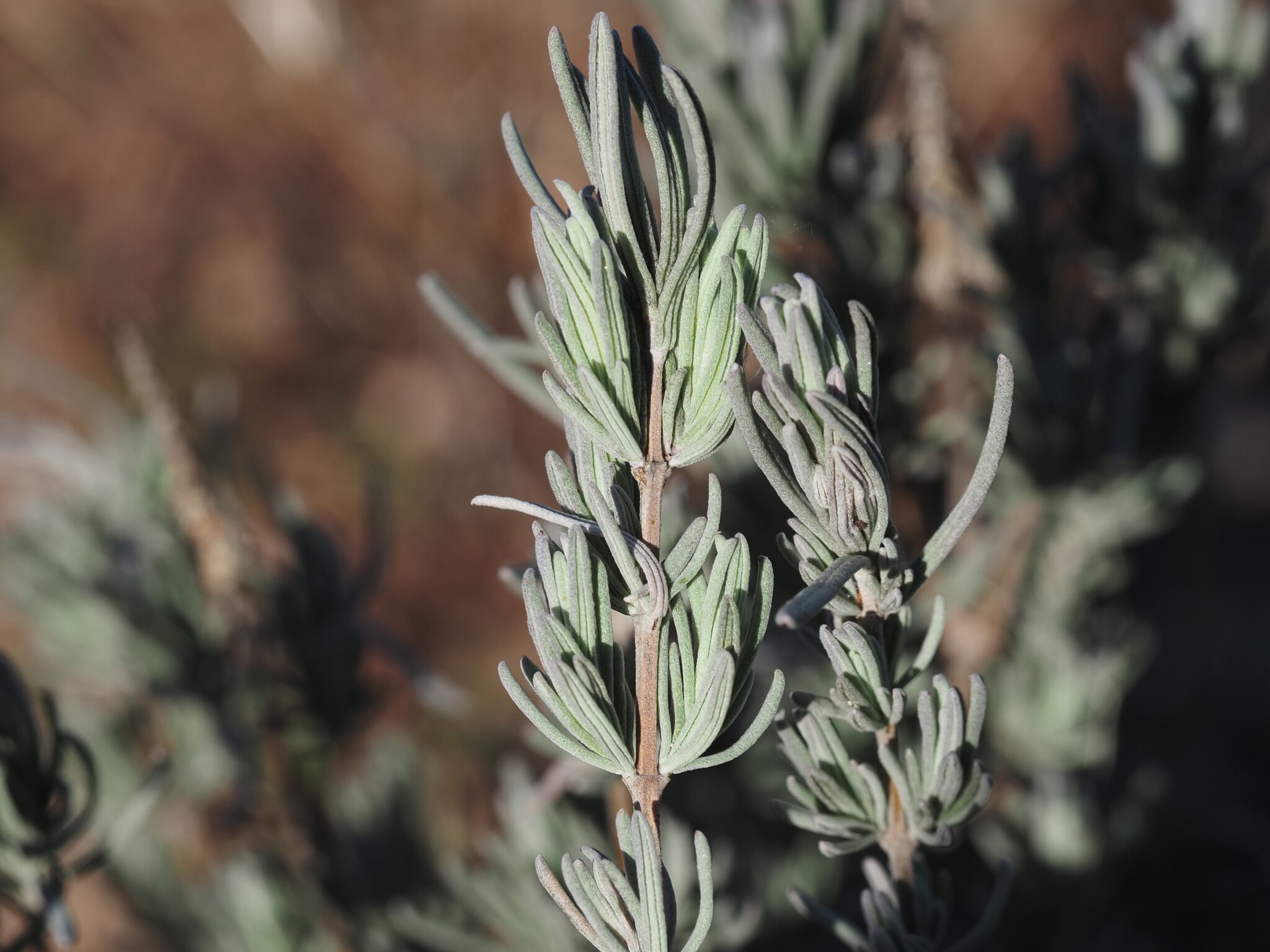 Imagem de Lavanda