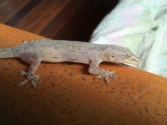 Hemidactylus frenatus