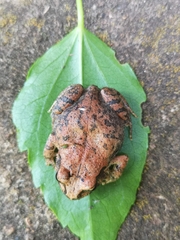 Arthroleptis stenodactylus