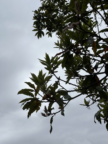 Quercus humboldtii, photograph 2