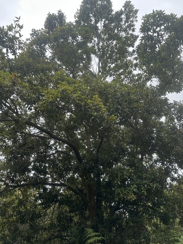Quercus humboldtii, photograph 3