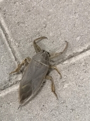 Lethocerus cordofanus