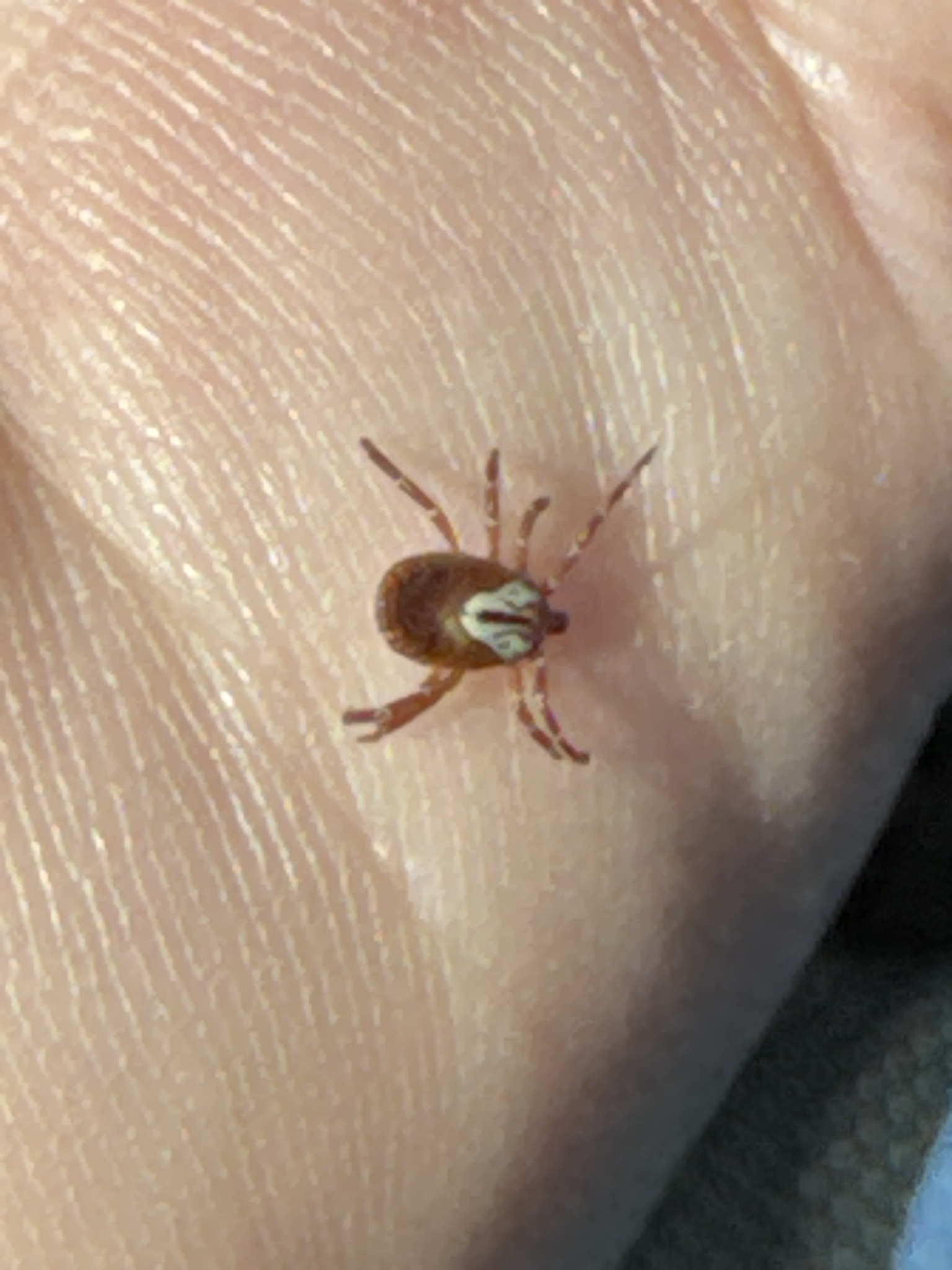 Amblyomma maculatum Koch, 1844