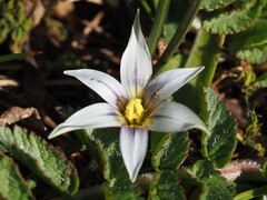 Romulea columnae