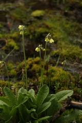 Primula sikkimensis