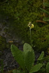 Primula sikkimensis