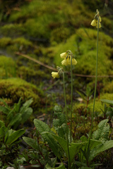 Primula sikkimensis