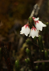 Cassiope fastigiata