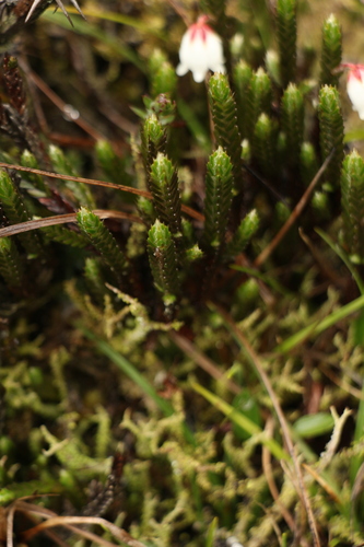 Image of Cassiope fastigiata by (c) Siddarth Machado, some rights reserved (CC BY)