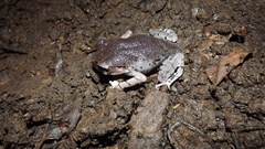 Leptobrachium hasseltii