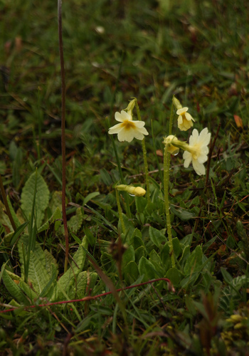Primula dickieana, photograph 1