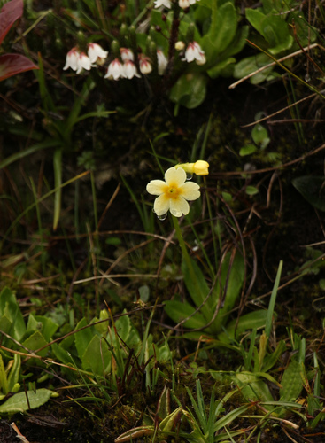 Primula dickieana, photograph 2