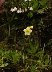 Primula dickieana, photograph Siddarth Machado, CC BY, iNaturalist via GBIF