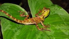 Gonocephalus kuhlii