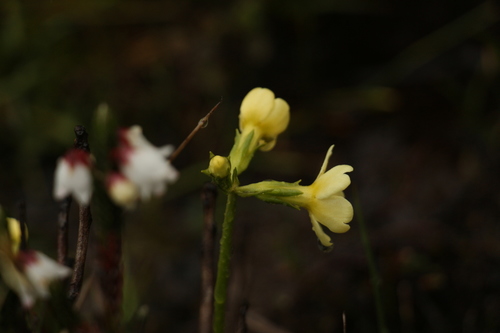 Primula dickieana, photograph 3