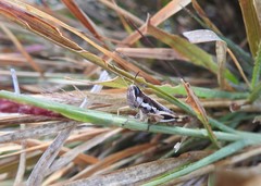 Macrotona securiformis