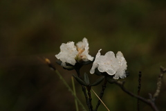 Rhododendron anthopogon