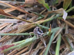 Macrotona securiformis