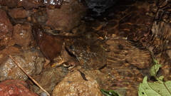 Limnonectes kuhlii